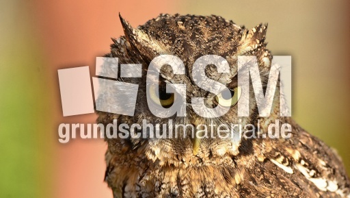 Choliba-Kreischeule (12).jpg